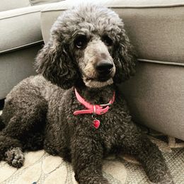 Rachel - Poodle
