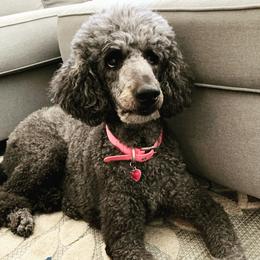 Rachel - Poodle