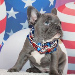 French Bulldog Puppies from 5th Avenue French Bulldogs