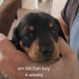 Standard Boy 1 - Black and tan male Dachshund puppy in La Pine, Oregon from Lil Deschutes