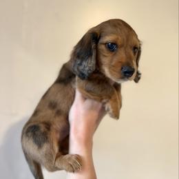 Cappuccino - Dapple male Dachshund puppy in Youngstown, Florida from Paradox Dachshunds
