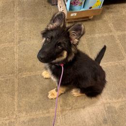 Tony - Bi-color male German Shepherd puppy in Oakley, California from Von Guadachi German Shepherds & Audacity Border Collies