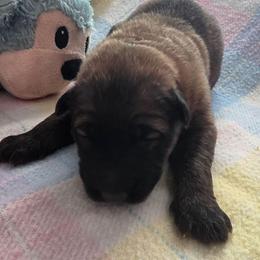 Boy 1 - Sable male German Shepherd puppy in Leon, West Virginia from Heart2Heart Kennels