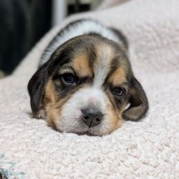 Female 1 - Blue tan and white female Beagle puppy in Baltimore, Maryland from Country Acres Farm