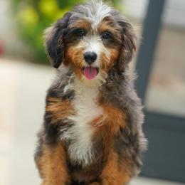 Gaga - Blue merle female Bernedoodle puppy in Dundee, Ohio from Down Home Doodle