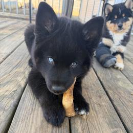 Artur - Black and white male Pomsky puppy in La Vergne, Tennessee from Atencio Pomsky