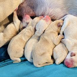 Summit - Yellow male Labrador Retriever puppy in Rock Hill, South Carolina from North Star Retrievers