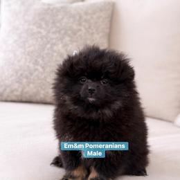 Black and tan - Black and tan male Pomeranian puppy in Kentucky from Em&M Pomeranians