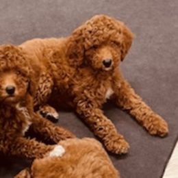 Goldendoodle Puppies from Labradoodleday