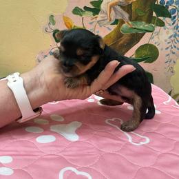 Baby Boy - Black and gold male Yorkshire Terrier puppy in Phoenix, Arizona from Coursey’s Yorkies
