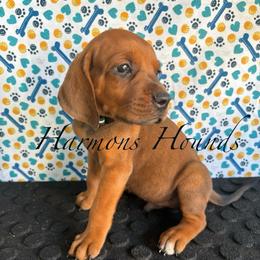 Black collar - Red male Redbone Coonhound puppy in Mount Pleasant, Texas from Harmons Hounds