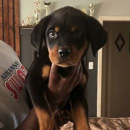Girl 3 - Black and mahogany female Rottweiler puppy in Beebe, Arkansas from Rottweilers Vom Haus Forte