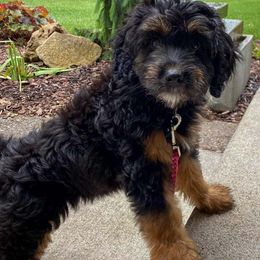 Aussiedoodle and Poodle Puppies from Superior AussieDoodles