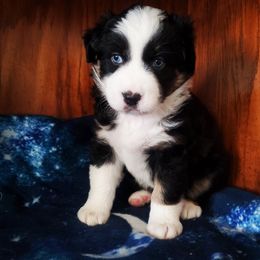 Australian Cattle Dog and Australian Shepherd Puppies from Silver Bitch Stables
