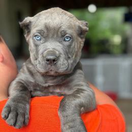 Aphrodite - Gray brindle female Cane Corso puppy in Sandia, Texas from OneTime Cane Corso
