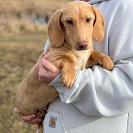 Buddy - large mini - AKC - Cream male Dachshund puppy in Stuart, Iowa from Johnson Family Corgis and more