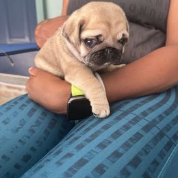 Boy 1 - Fawn male Pug puppy in Prairieville, Louisiana from Freedom Meadow Farm