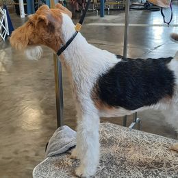 Wire Fox Terriers from Starwyre