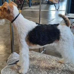 Wire Fox Terriers from Starwyre