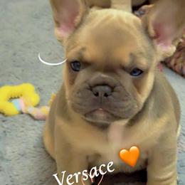 Versace - Blue female French Bulldog puppy in Newport News, Virginia from Emotional Support Babies