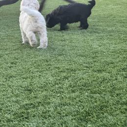 Goldendoodle Puppies from Arizona Doodles