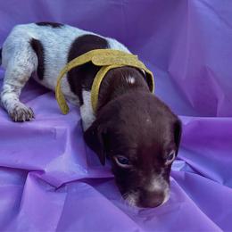 Yellow collar - Liver and white female German Shorthaired Pointer puppy in Fremont, Nebraska from Weiland GSP's