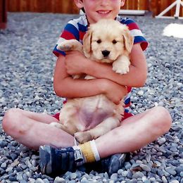 Golden Retriever Puppies from Costadoro Golden Retrievers