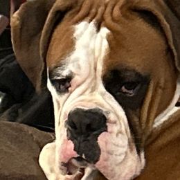 Boxers from Gilmore Boxers