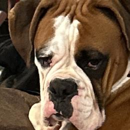 Boxers from Gilmore Boxers