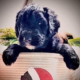 SPRUCE - Black male Sheepadoodle puppy in Buffalo, Minnesota from Fur-ever Doodles