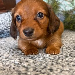 Charlie - Red male Dachshund puppy in Mountain Home, Arkansas from Furry Friends Kennel