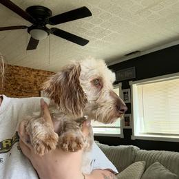 Pure - Dachshund