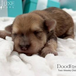 Doodles - Merle male Morkie puppy in Scottsdale, Arizona from Lil Luxe Pups