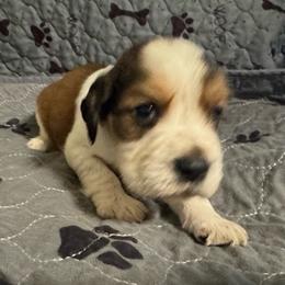 Everest - Liver white and tan male English Springer Spaniel puppy in Coeur D'alene, Idaho from Springer Hollow
