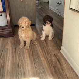 Labradoodle Puppies from CC Labradoodles