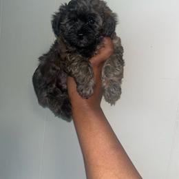 Kelly - Sable female Yorkipoo puppy in Gastonia, North Carolina from Dynasty Kennel