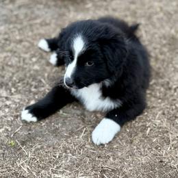 Purple collar - Black tri female Miniature Australian Shepherd puppy in 32046, Florida from River Hill Ranch