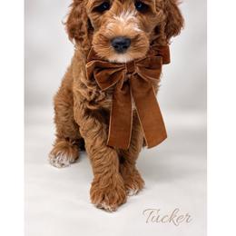 Yankee Doodle - Red  male Goldendoodle puppy in State Road, North Carolina from Must Love Doodles
