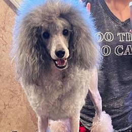 Davina - Poodle