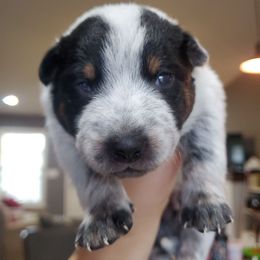 Flax - Blue male Australian Cattle Dog puppy in Monterey, Tennessee from Quarter Acre Farms