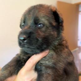 Veronica - Sable female German Shepherd puppy in Winterport, Maine from Vom Stevens Old Fashioned German Shepherds