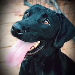 Lady - Dilute Retriever