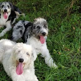 Aussiedoodles from Coastal Carolina Doodles
