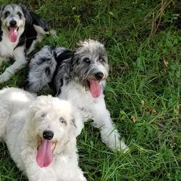 Aussiedoodles from Coastal Carolina Doodles