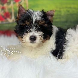 Biewer Terrier and Yorkshire Terrier Puppies from South Georgia Yorkies and Biewers