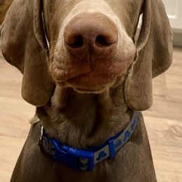 Weimaraner Puppies from Alpha Weims by The Mattas Kennel