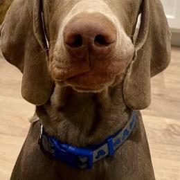 Weimaraner Puppies from Alpha Weims by The Mattas Kennel