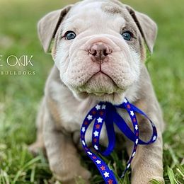 Australian Labradoodles and Bulldogs from Jena Edmond