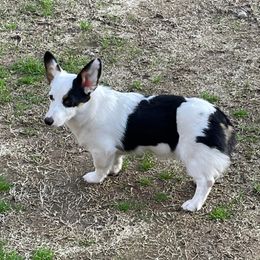 Bella - Pembroke Welsh Corgi