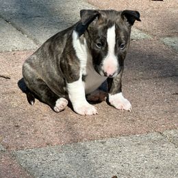 Waylon - Brindle and white male Bull Terrier puppy in Springfield, Ohio from Lynn Hill Bull Terriers